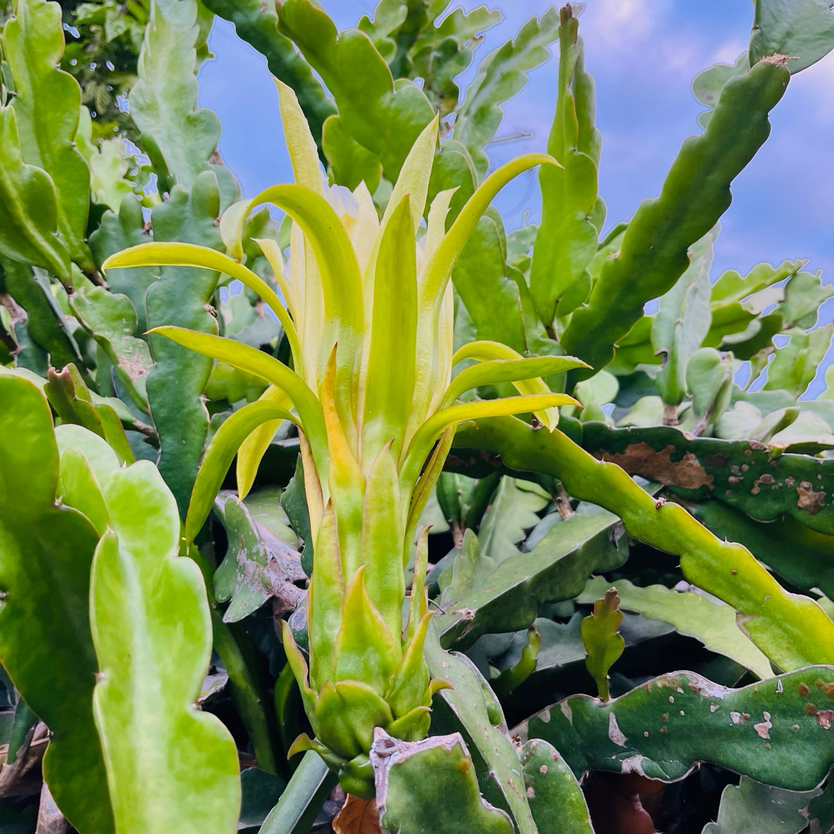 Yellow Dragon Fruit