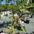 Gala Apple Tree