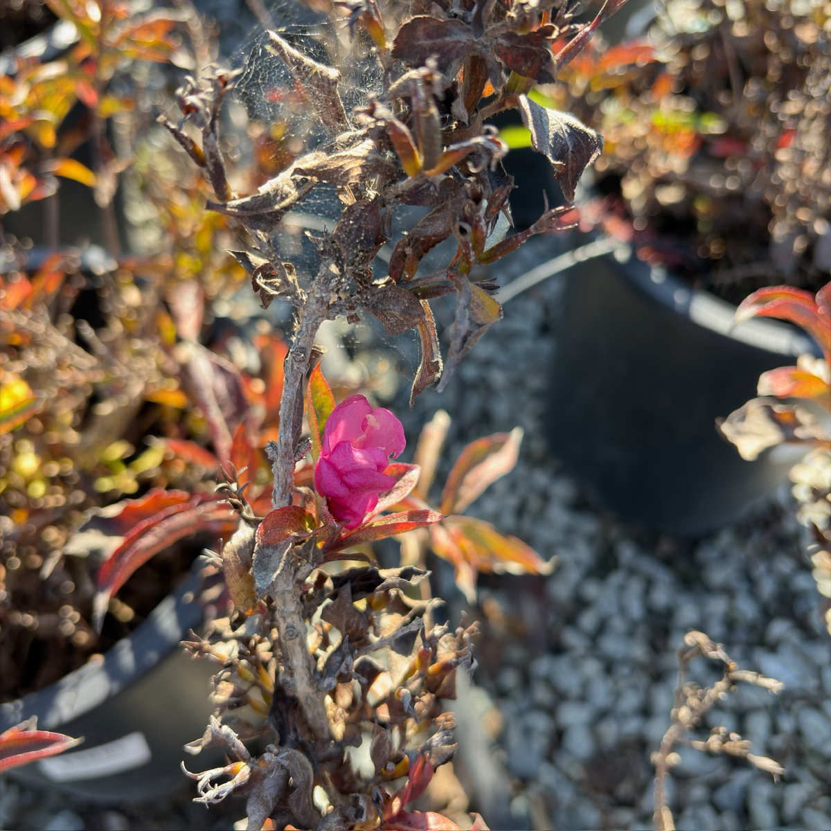 Minuet Weigela