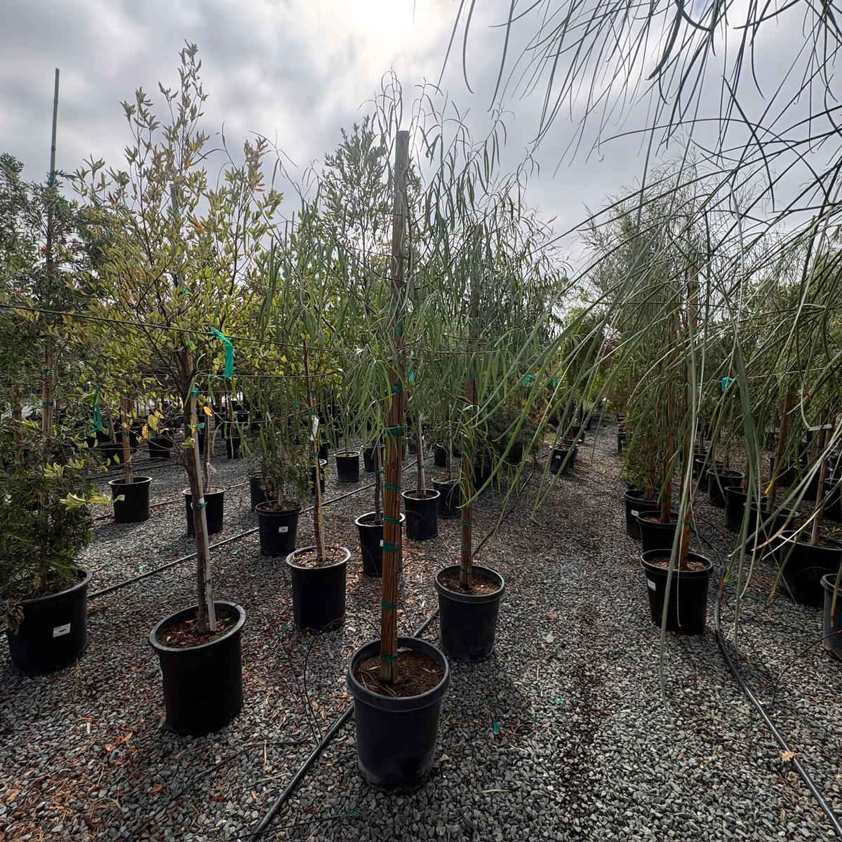 Australian Willow