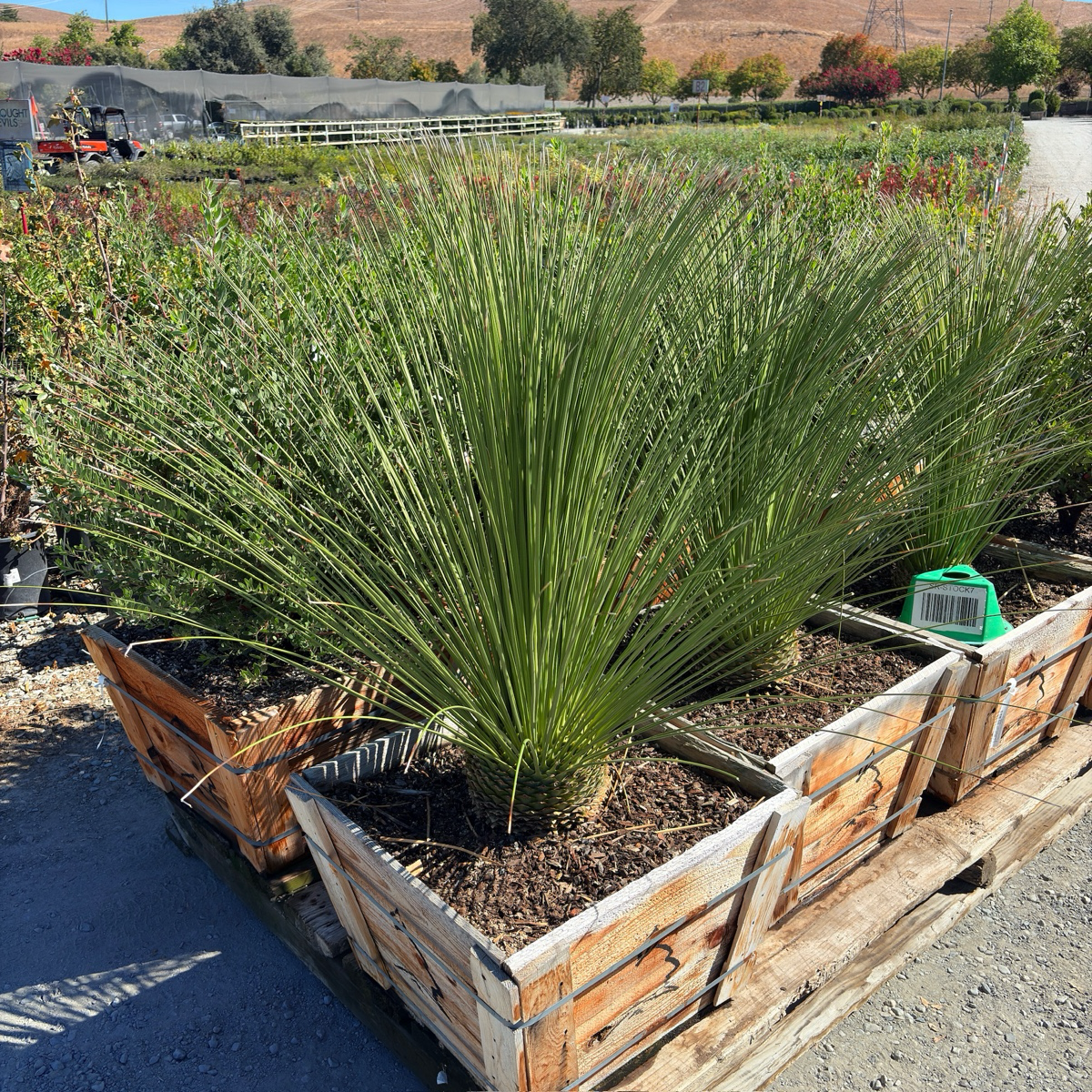 Mexican Grass Tree