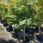 Osakazuki Japanese Maple