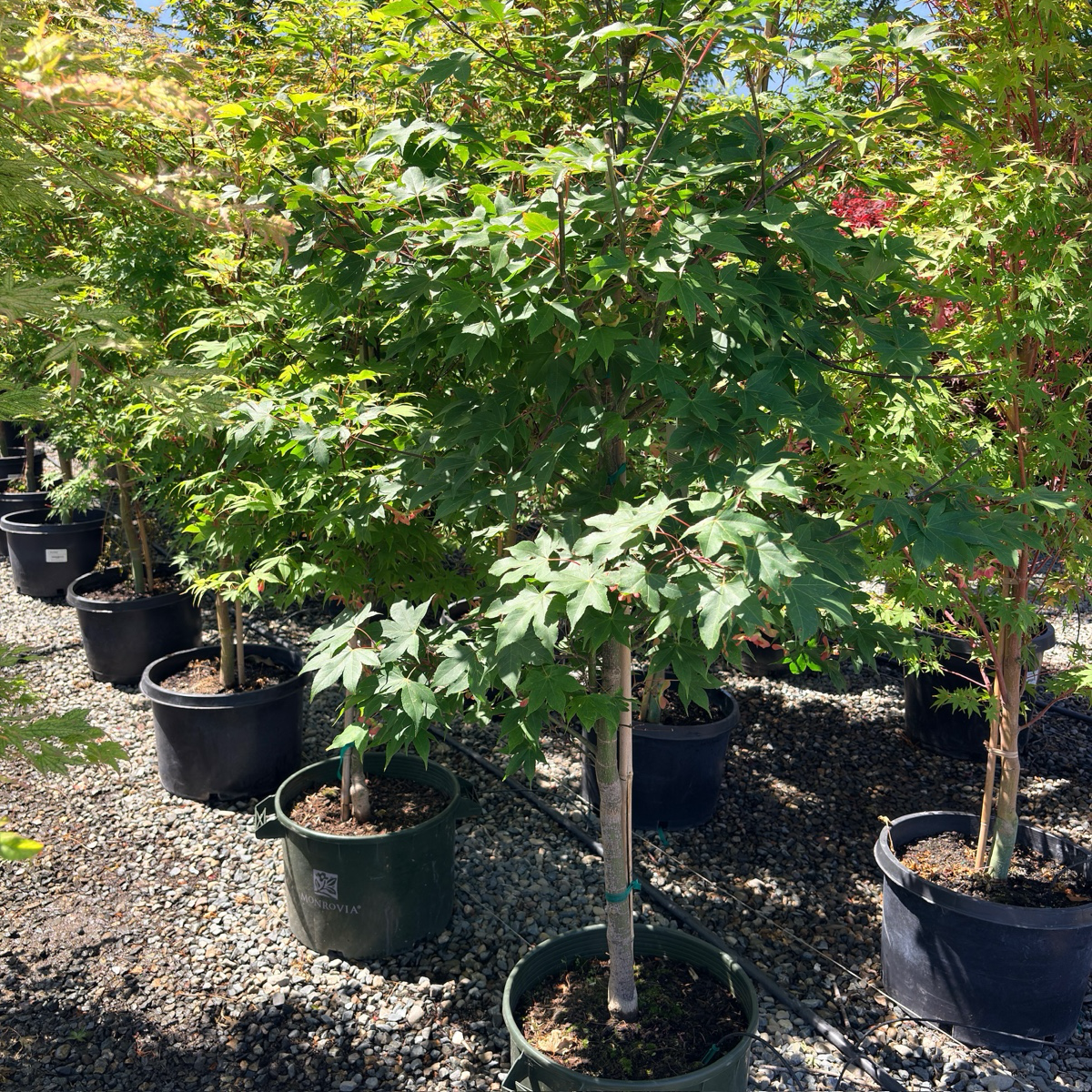 Osakazuki Japanese Maple