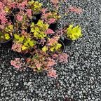Kira Green Tea Coral Bells