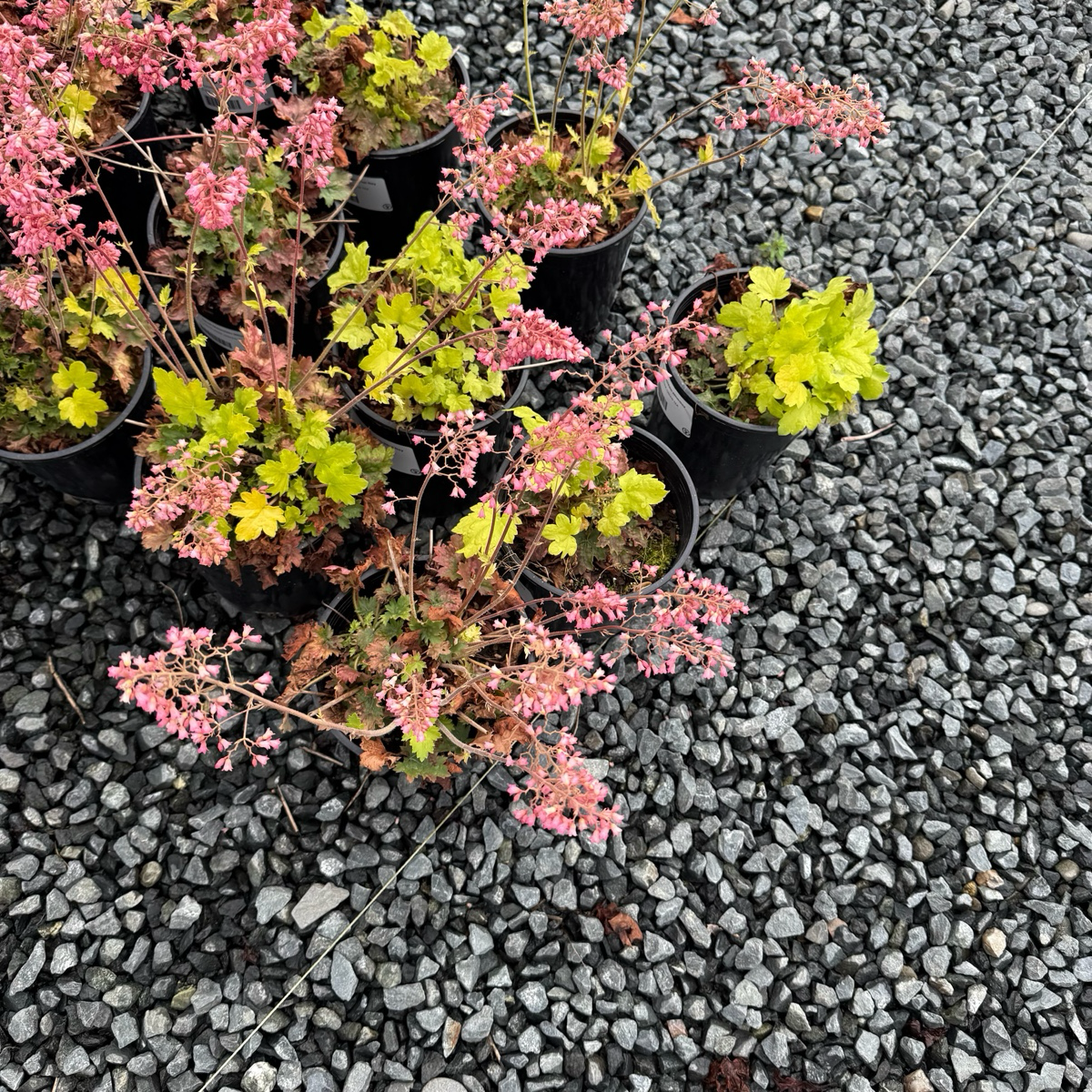 Kira Green Tea Coral Bells