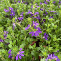 Blue Violet  Fan Flower