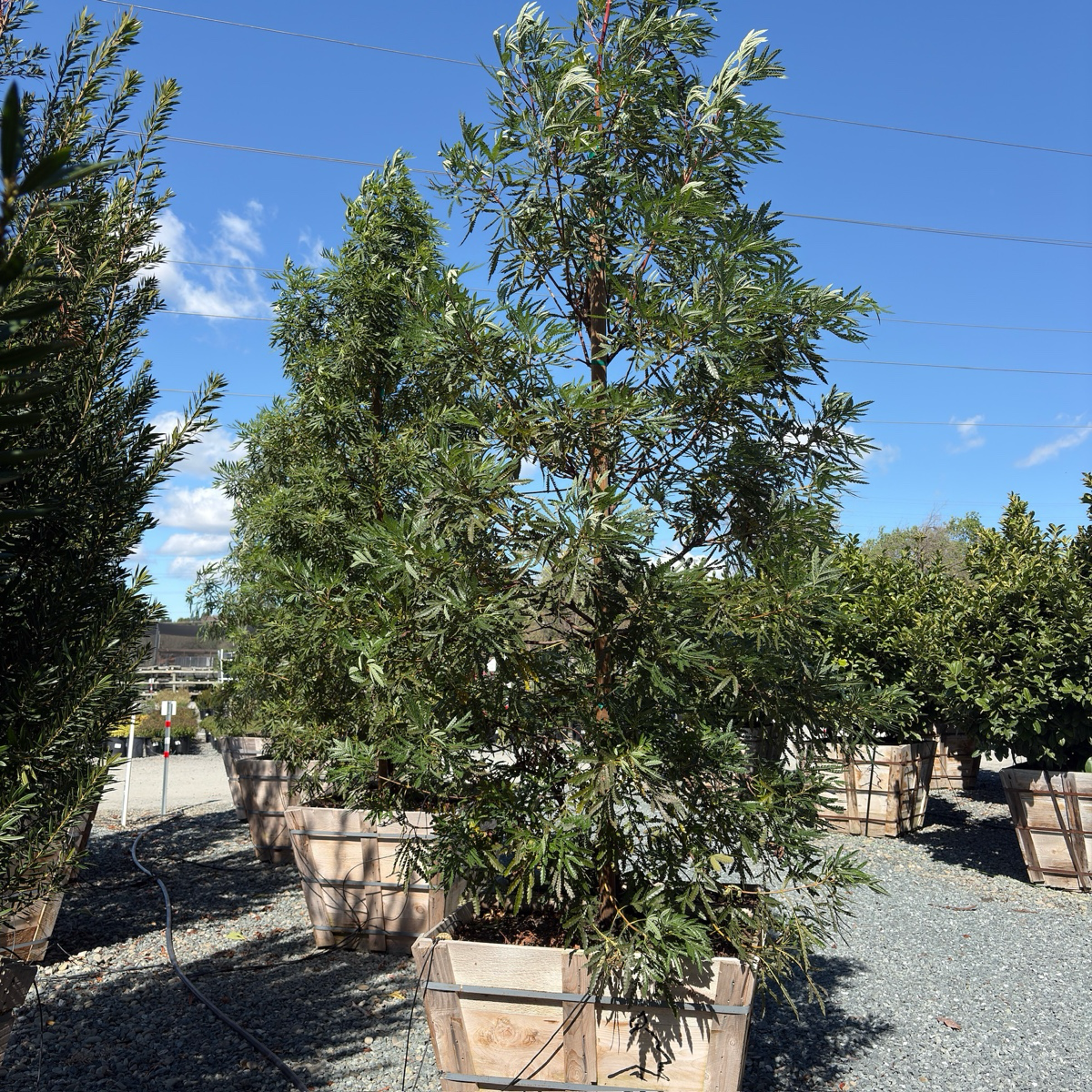 Fernleaf Catalina Ironwood