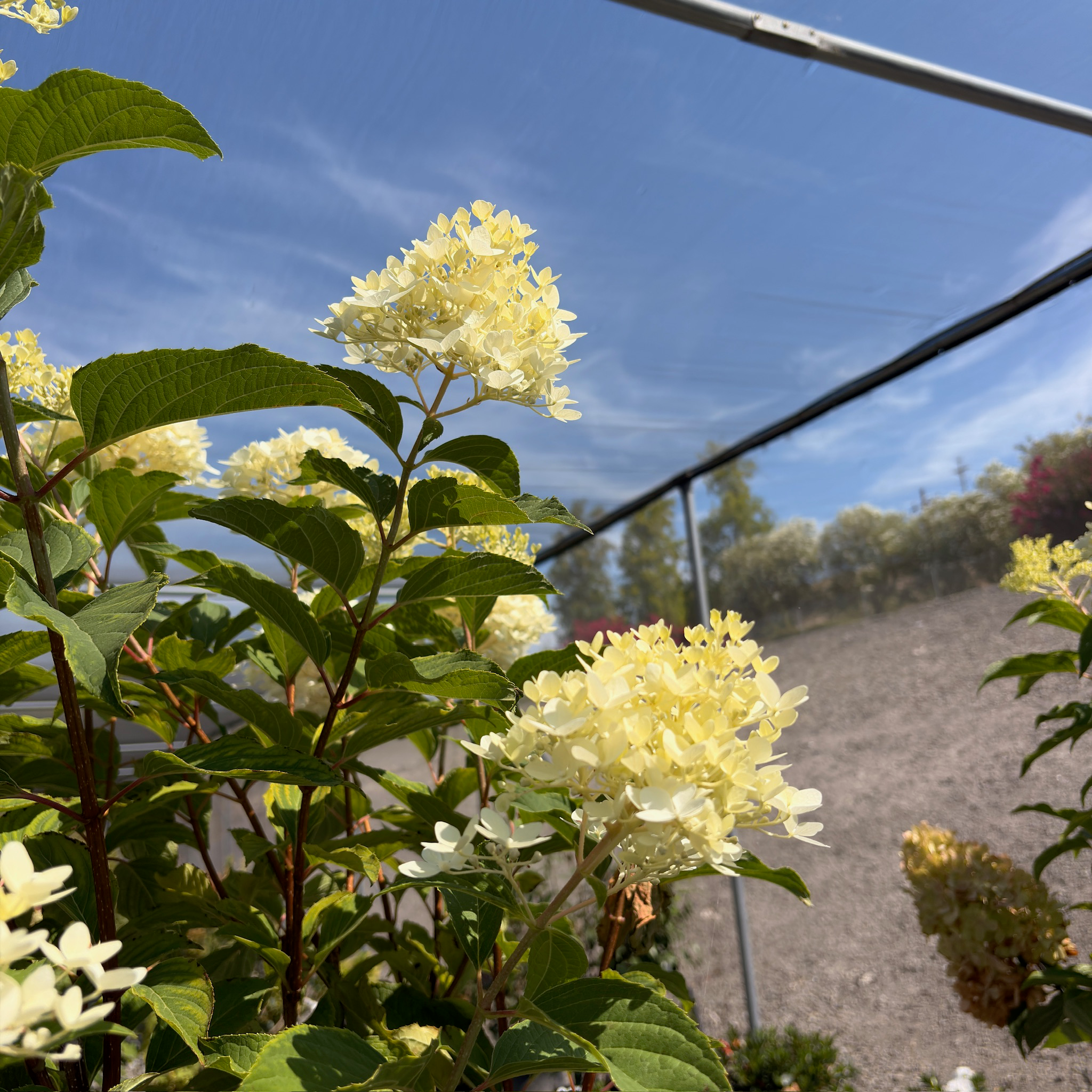 Phantom Panicle Hydrangea