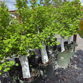 Jade Butterfly Ginkgo
