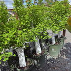 Jade Butterfly Ginkgo