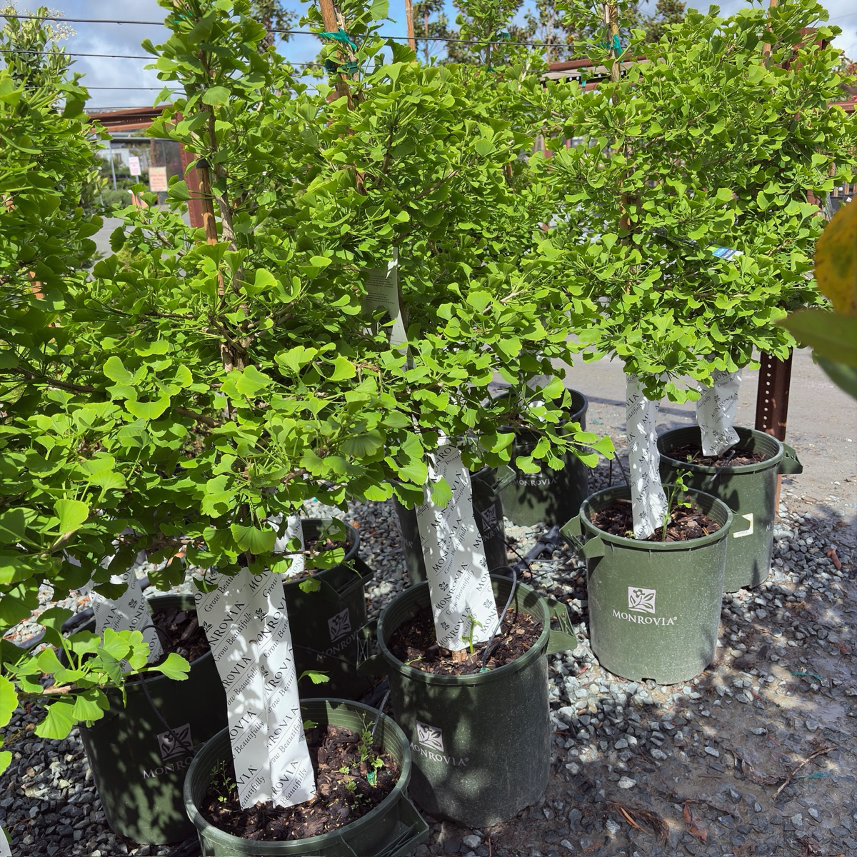 Jade Butterfly Ginkgo