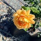Lady of Shalott Austin Rose