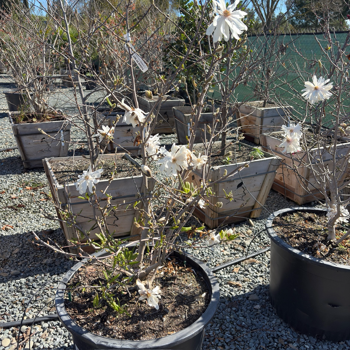 potted magnolia plant Royal Star Magnolia Tree – Fragrant Double White Early Blooms – Victory  Nursery