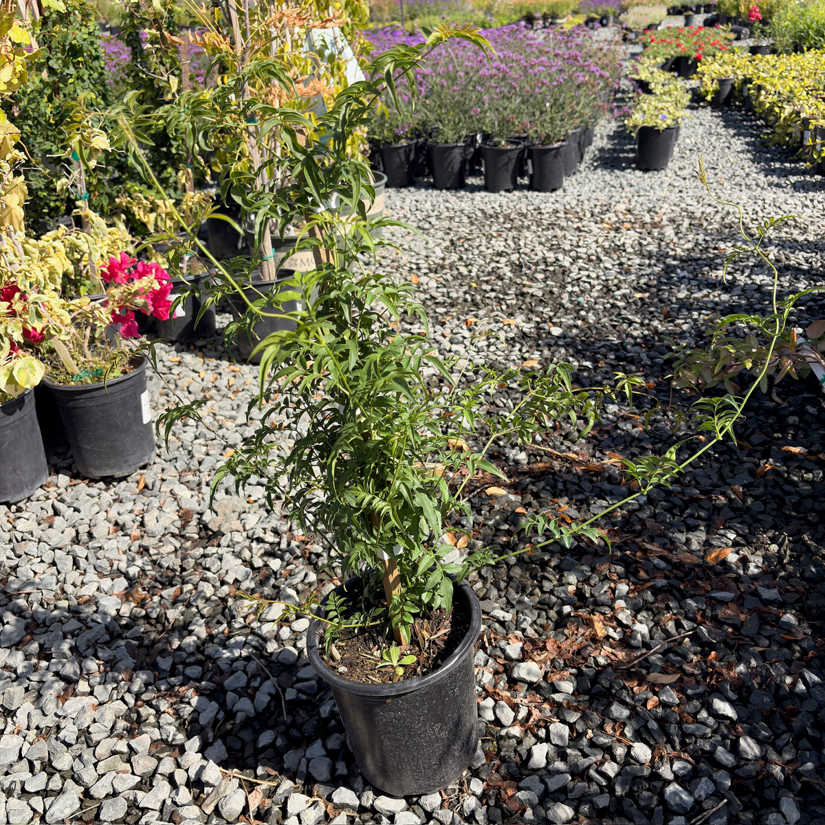 Pink Jasmine