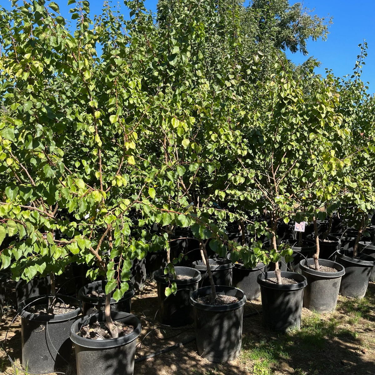 apricot plant for sale Blenheim Apricot