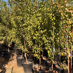 Emerald Beaut Japanese Plum