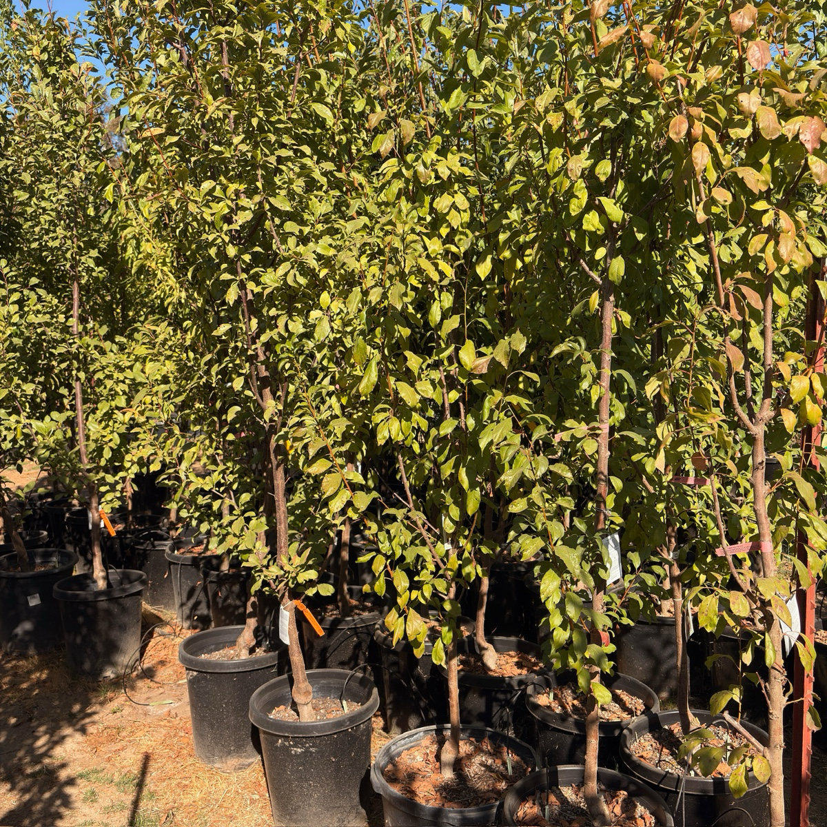 Emerald Beaut Japanese Plum