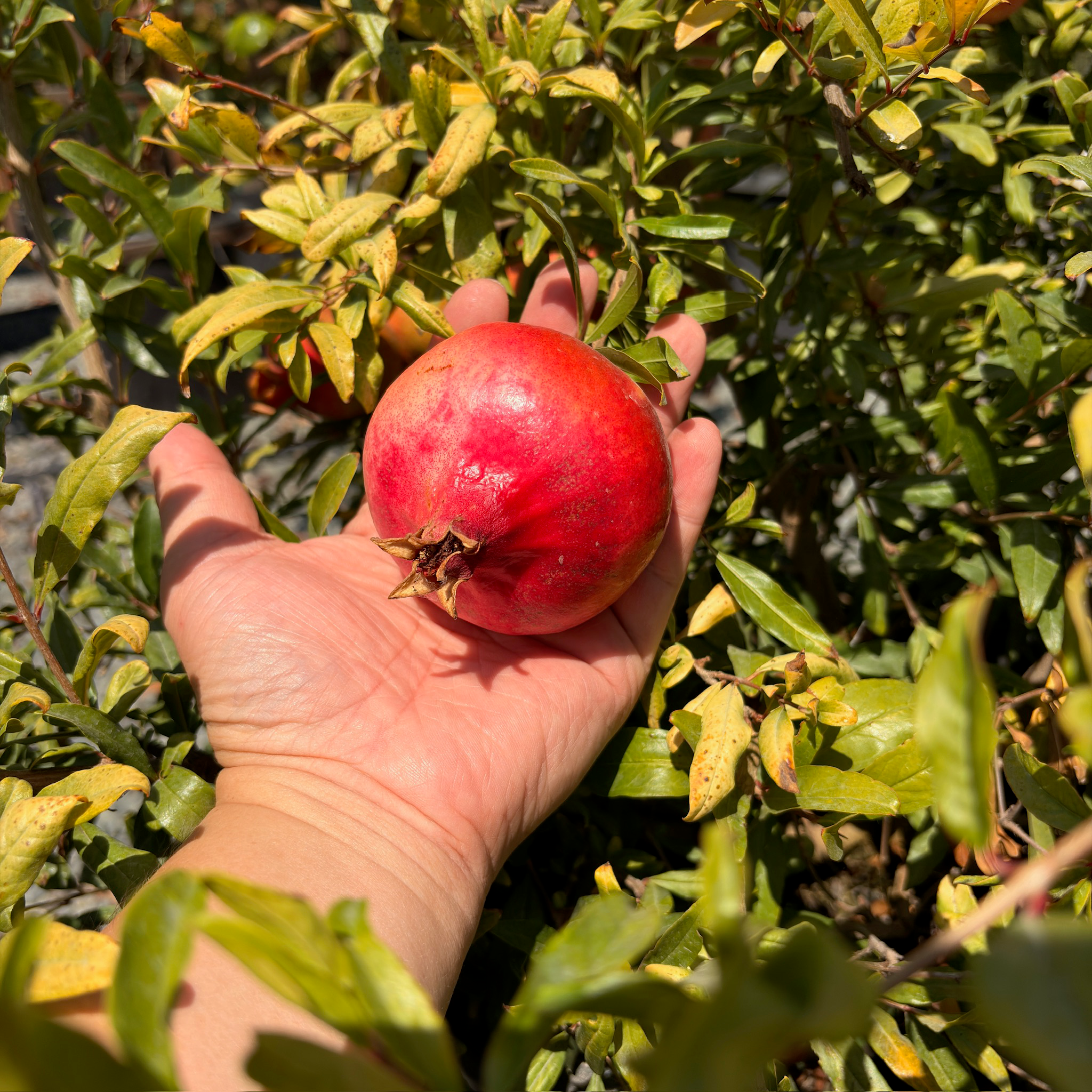 Angel Red Pomegranate