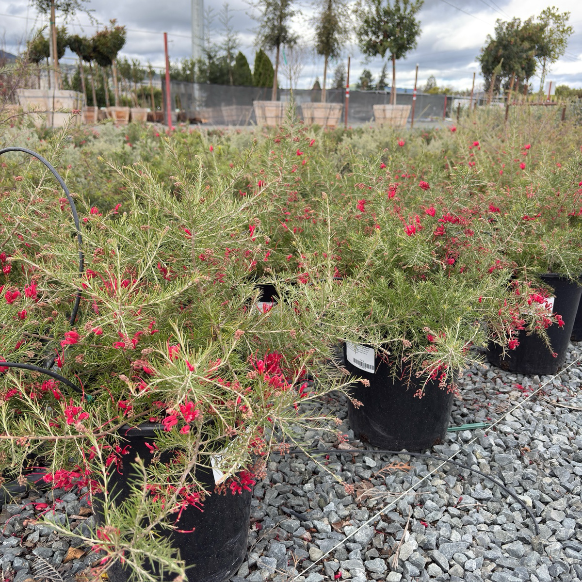 Scarlet Sprite Rosemary Grevillea