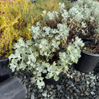 Ashyleaf Buckwheat