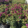 Polarnacht, Polar Night Rhododendron