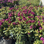 Polarnacht, Polar Night Rhododendron