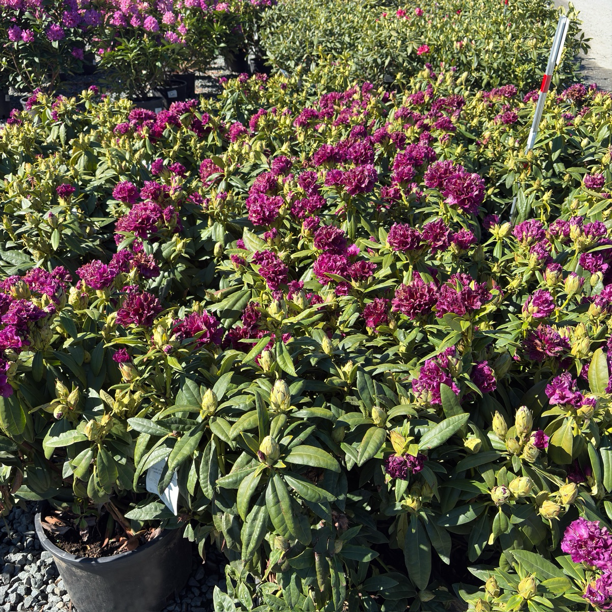 Polarnacht, Polar Night Rhododendron