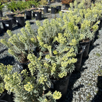 Glacier Blue Spurge