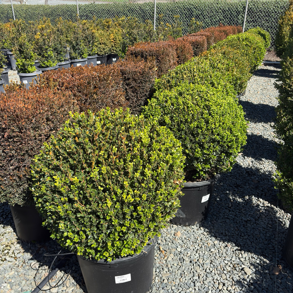 Winter Gem Boxwood