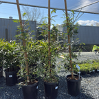 Fernleaf Catalina Ironwood