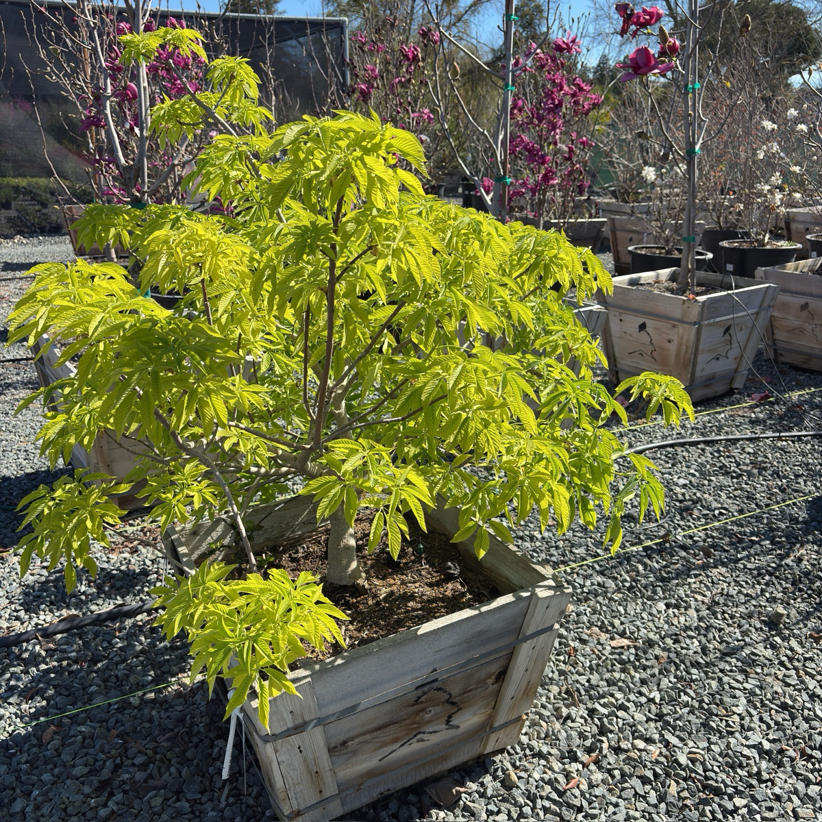 California Horse Chestnut