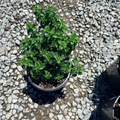 Lesser Calamint