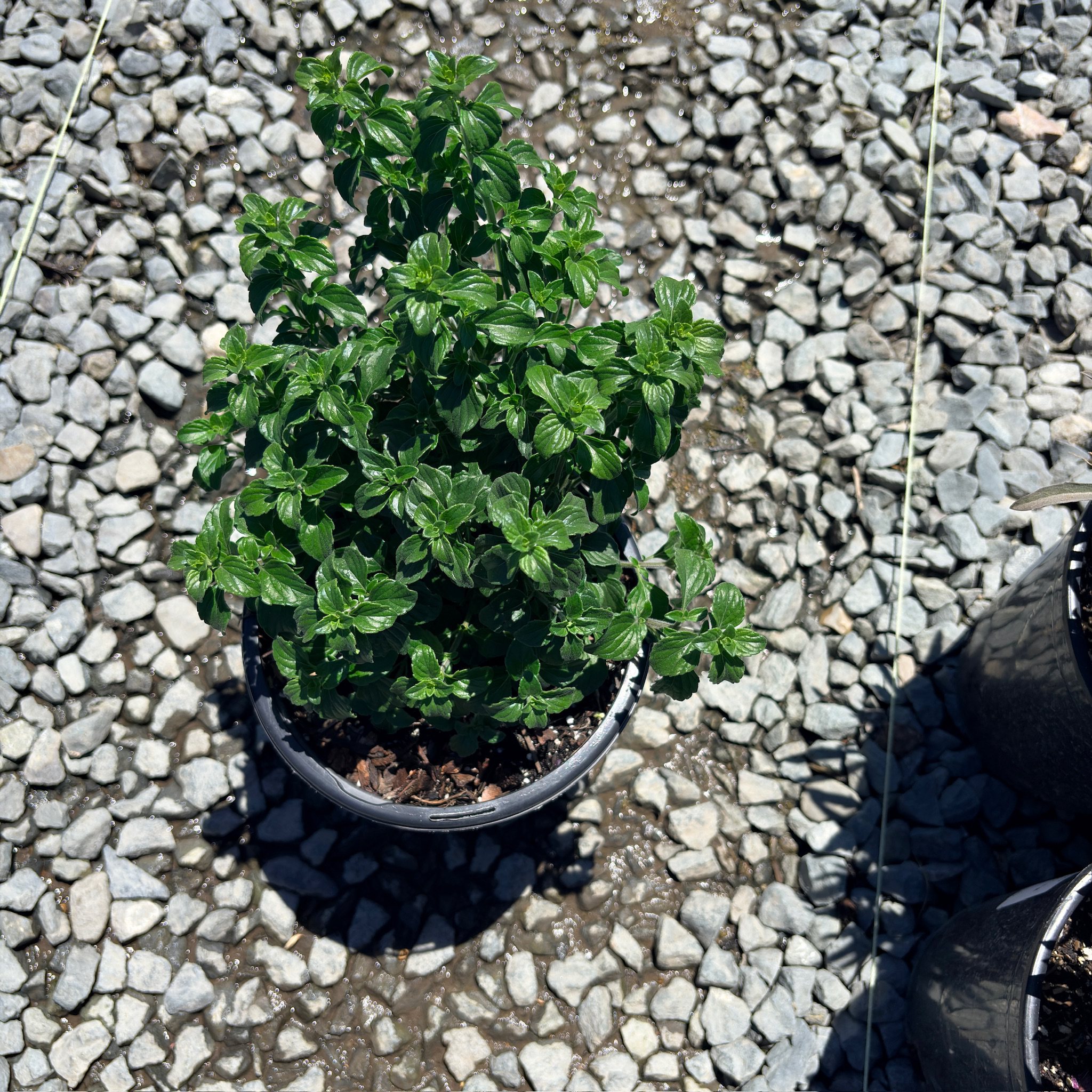 Lesser Calamint