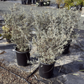 Bush Germander
