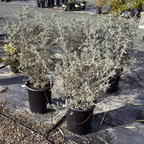 Bush Germander