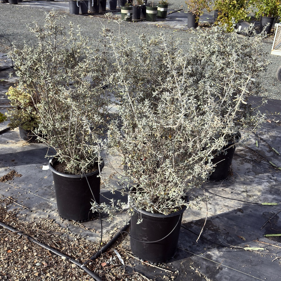 Bush Germander