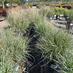 Chinese Fountain Grass