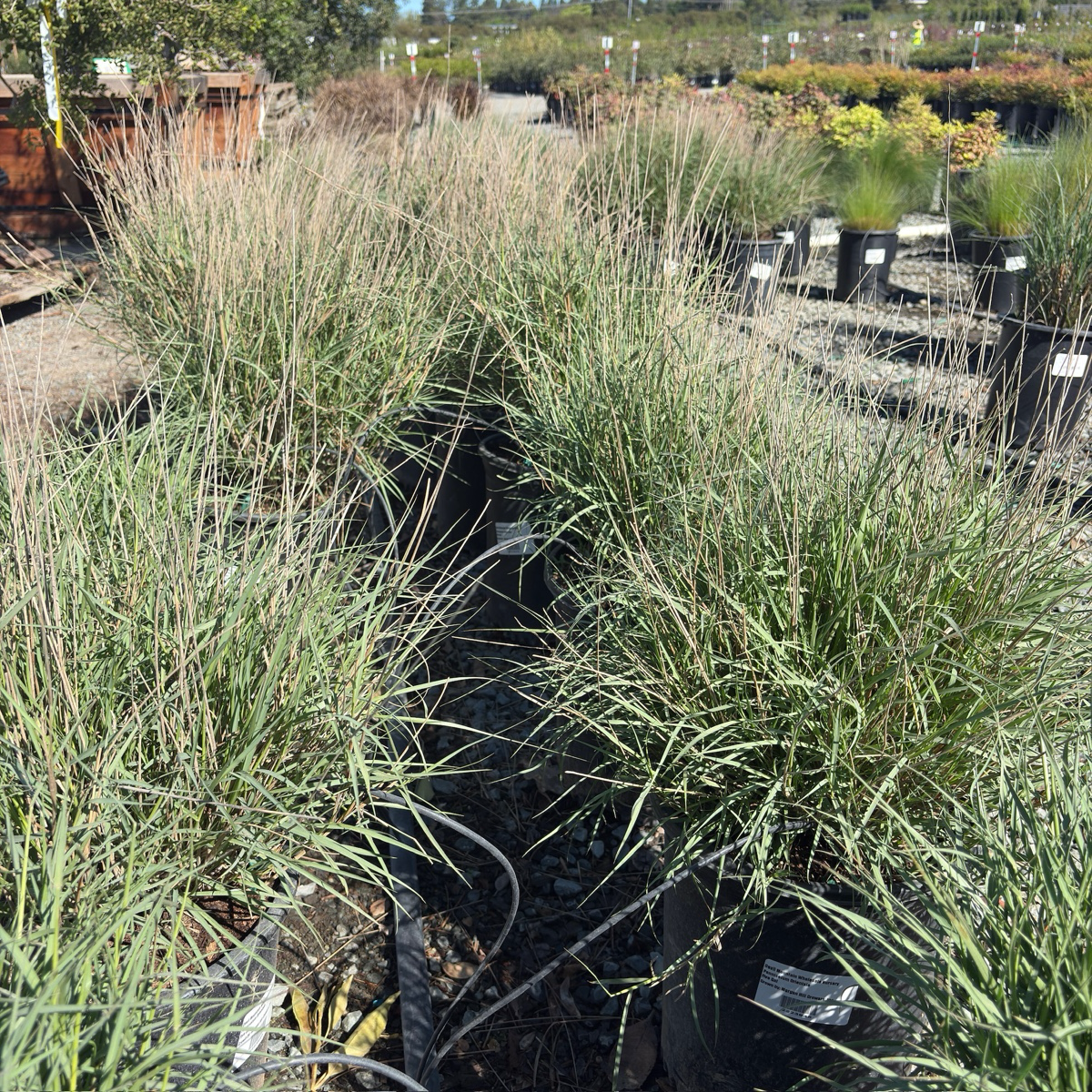 Chinese Fountain Grass