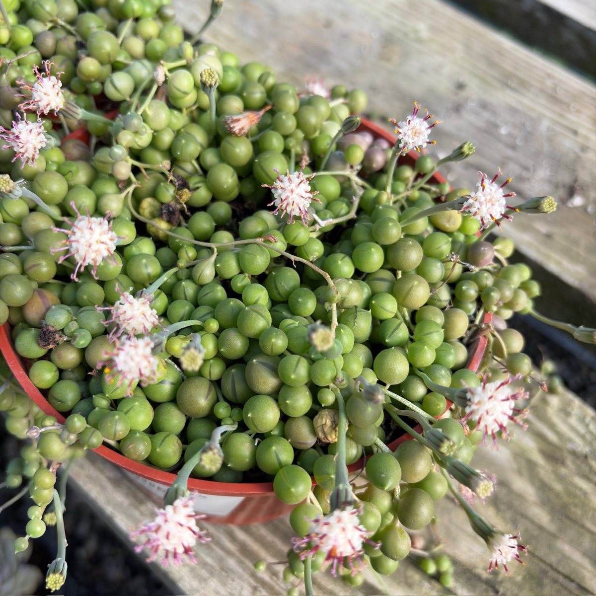 String of Pearls