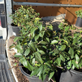 Star Jasmine