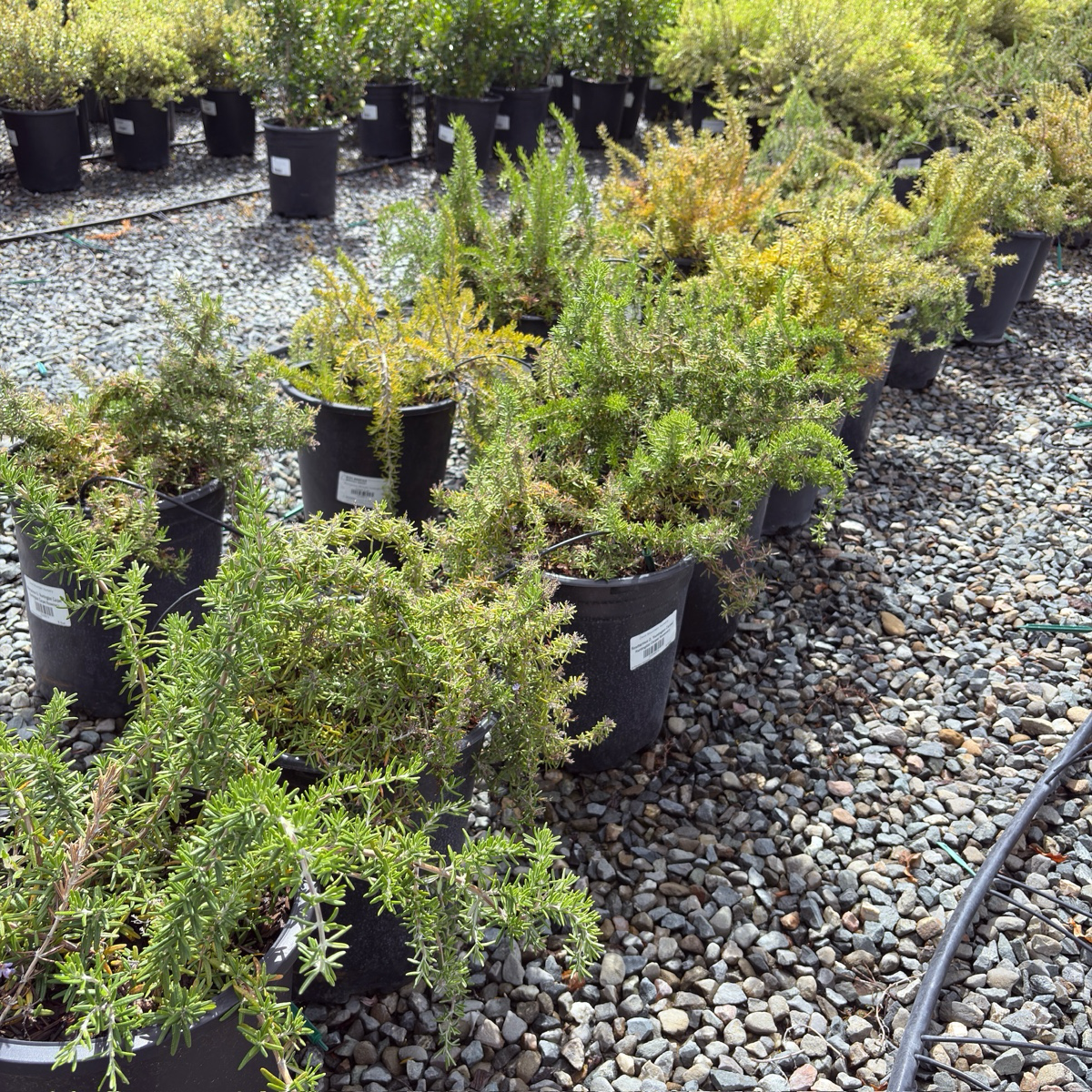 Huntington Carpet Rosemary