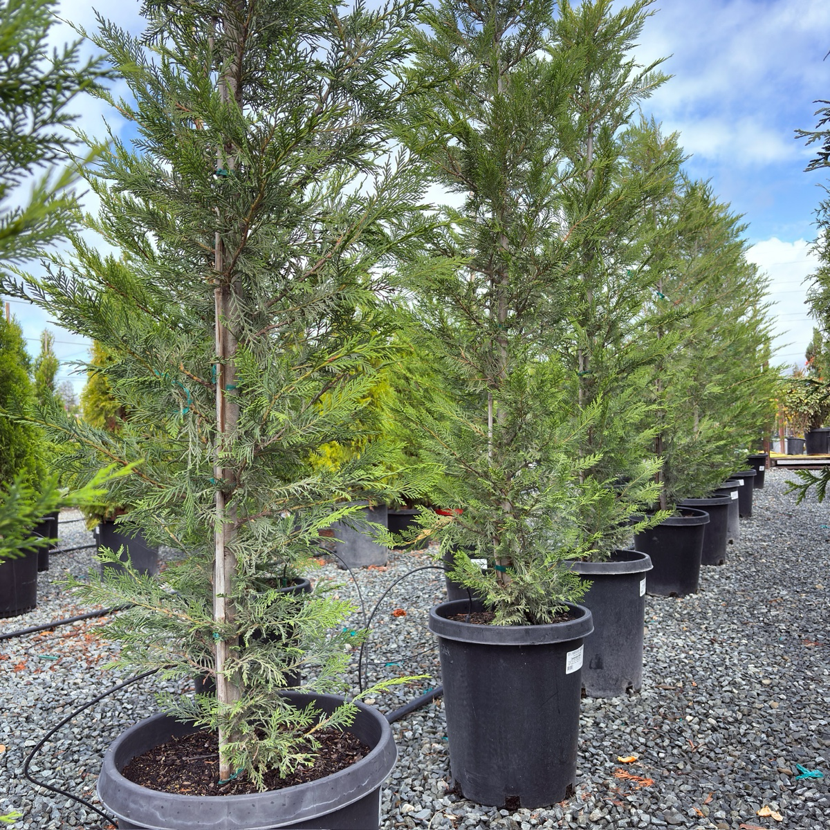 Leyland Cypress