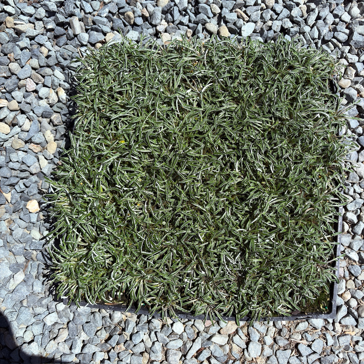 Silver Carpet