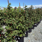 Olallie Blackberry