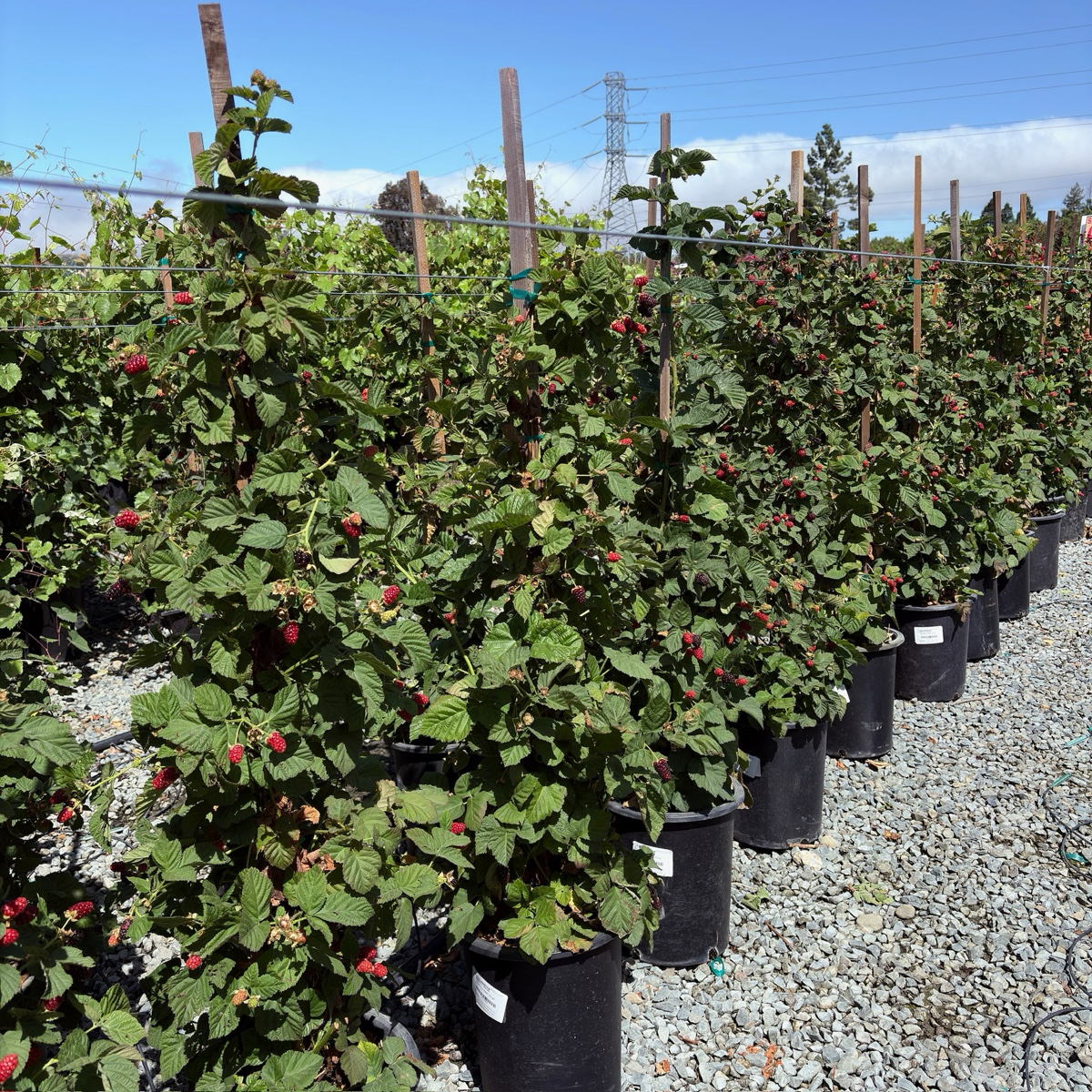 Olallie Blackberry