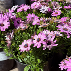 African Daisy