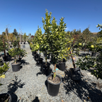 Gold Nugget Mandarin Tree