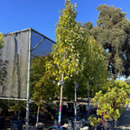 Armstrong Gold Red Maple