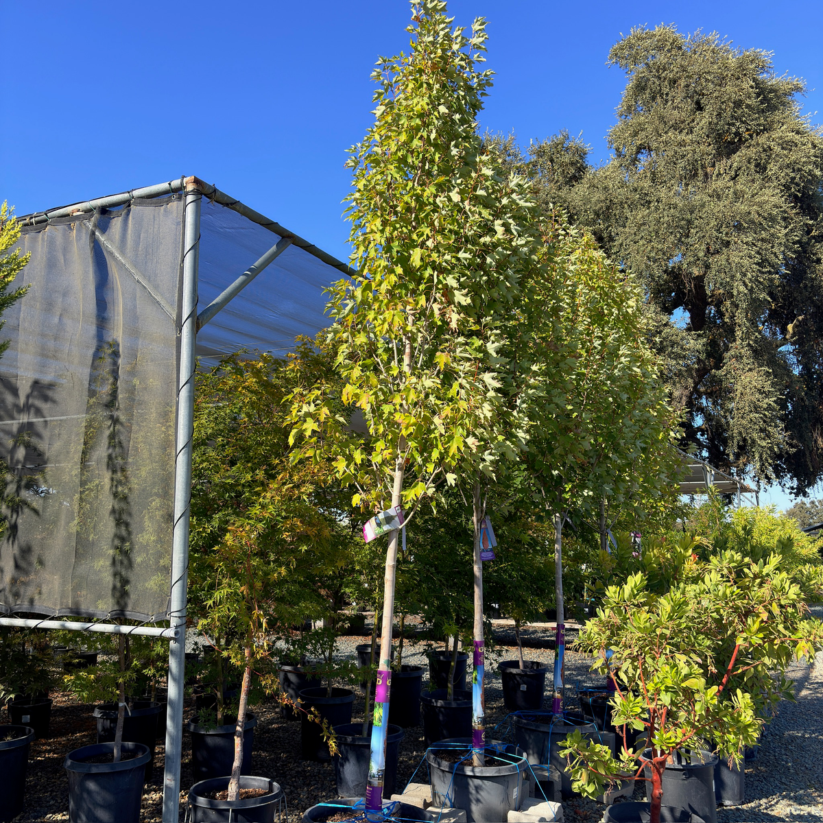 Armstrong Gold Red Maple