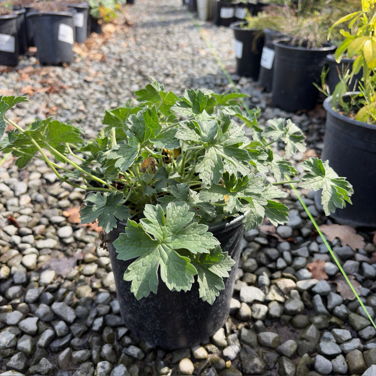 Russell Prichard Cranesbill